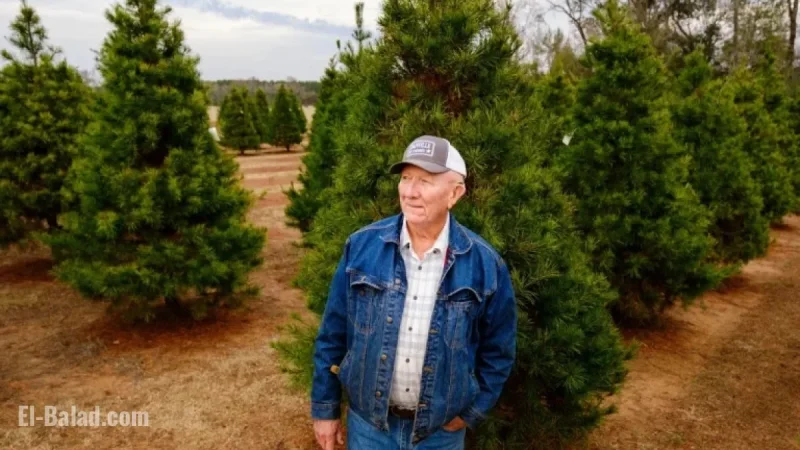 Texas Christmas Tree Farm Shuts Down Amid Surging Sales