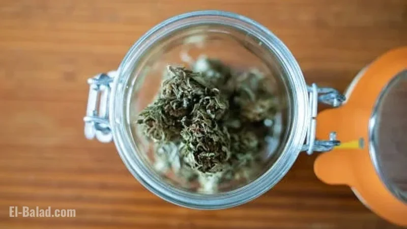 Weed Stocks Surge on Reports of Trump Administration Marijuana Reclassification
