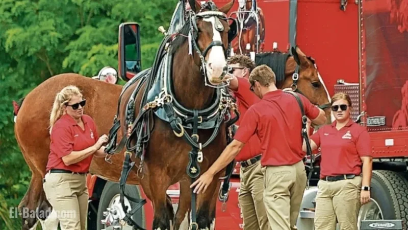 Anheuser-Busch Closes 3 Plants: Impact on Baldwinsville’s Major Brewery