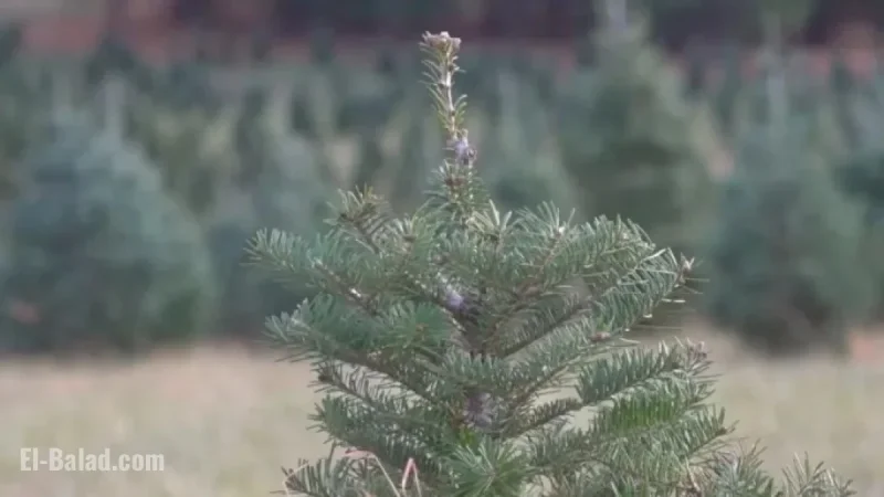 Christmas Tree Farm Thrives with Remarkable Comeback