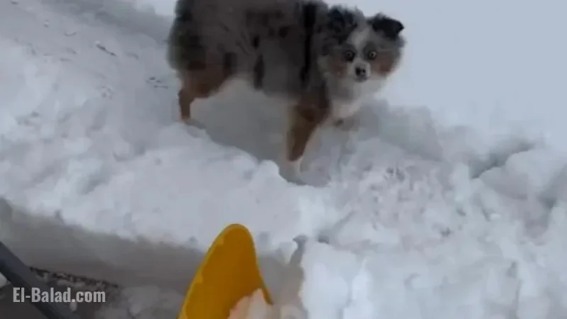 Dog Delights in Playing With Snow Shovel: Watch Video