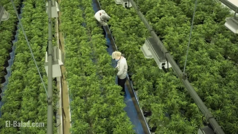 Canopy Growth Acquires MTL Cannabis in $125 Million Deal