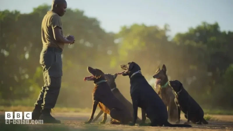 Uncover South Luangwa’s Wildlife Conservation Heroes in Kingdom Quiz