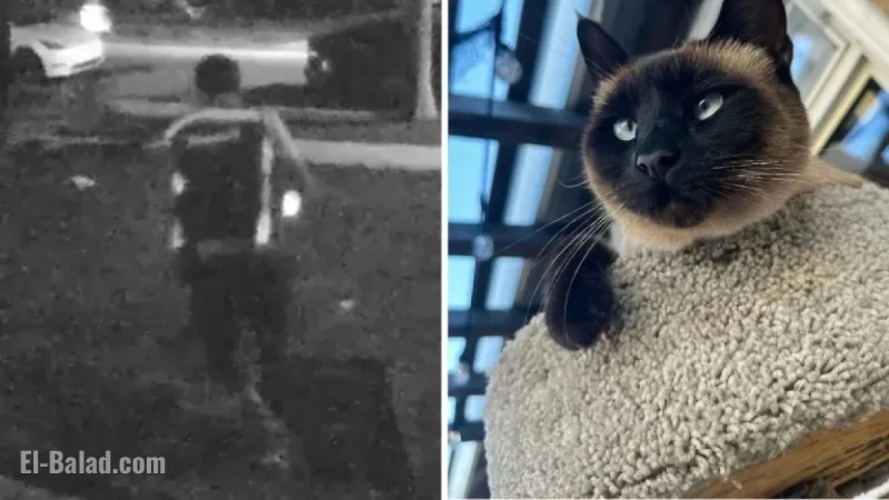 Amazon Driver Accused of Stealing Lakewood Woman’s Cat During Package Delivery