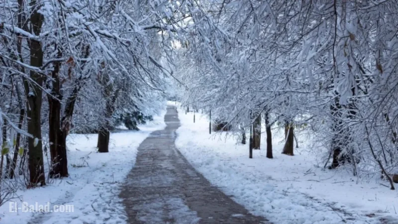 Calgary Faces Icy Forecast with 38-Degree Temperature Shift Coming