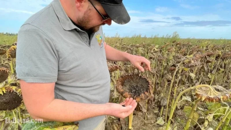 Sunflower Farmer Urges Governor for Effective Crop Protection Measures