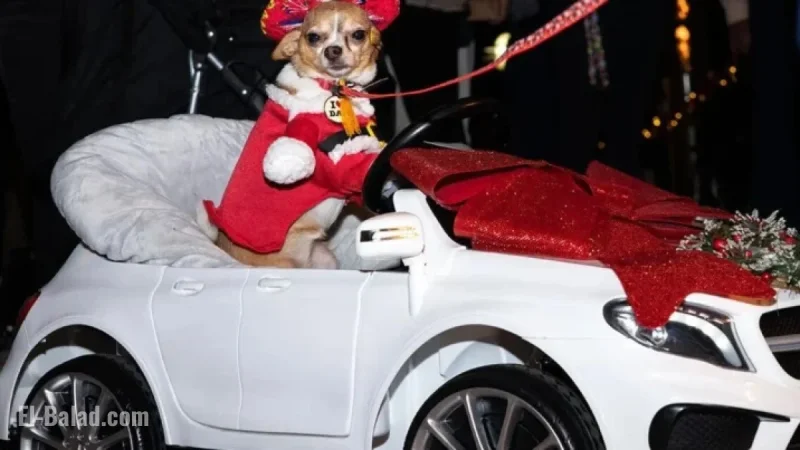 Christmas Island Hosts Vibrant Canine Parade Celebration