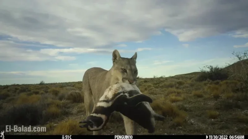 Pumas Return to Patagonia, Surprise Scientists with Penguin Interaction