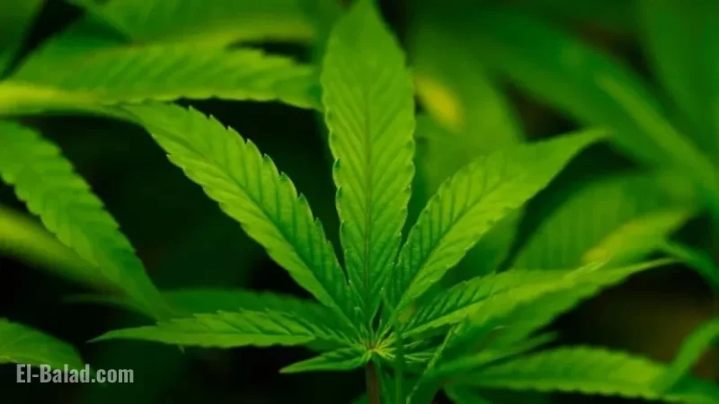 Trump to Sign Executive Order Reclassifying Marijuana, Easing Restrictions