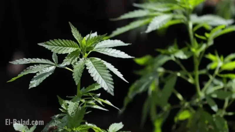 President Directs DOJ to Ease Cannabis Regulations, Impacting Colorado Industry
