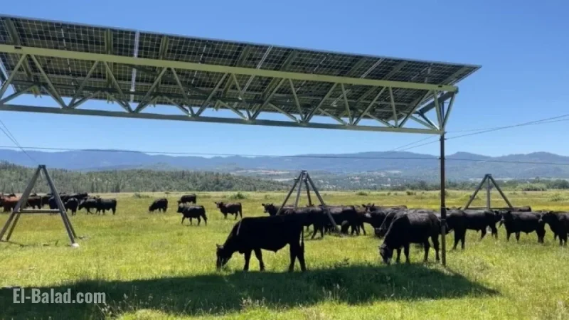 Oregon Ranch Installs Solar Panels, Preserves Grazing Land