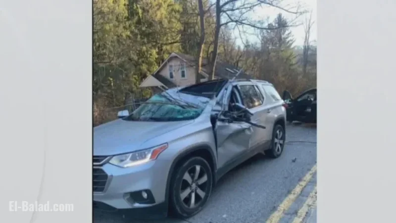 Tree Fall Tragedy: Woman Killed in White Oak Car Incident
