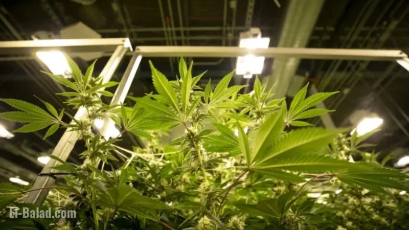 Marijuana Rescheduling: Expert Answers to Your Pressing Questions