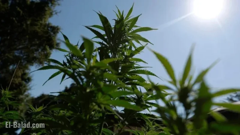 Cannabis Reclassification May End Dispensaries’ Financial Struggles