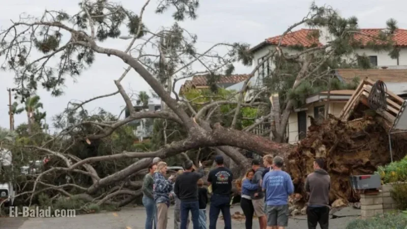 Falling Tree Kills San Diego Man in Third Storm-Related Death