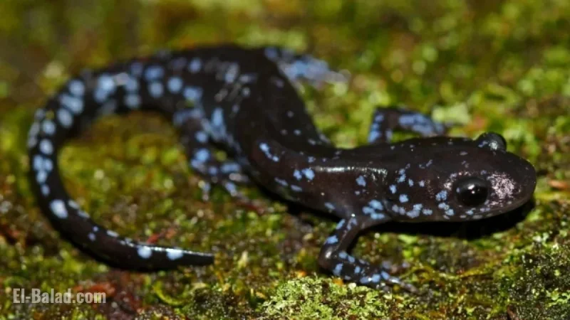 NPR: Salamanders Thrive Remarkably in Snowy Conditions