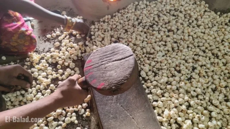 Trump Tariffs Impact Indian Fox Nuts; Superfood Seeks New Markets