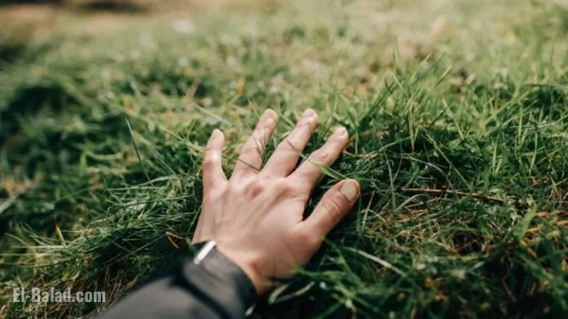 Naware’s Eco-Friendly Weed Killer Set to Revolutionize Lawn Care