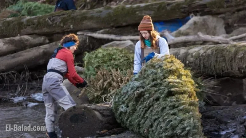 Oregon Christmas Trees Recycled as Salmon Habitat