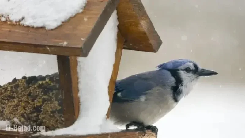 Canada Issues Multiple Winter Storm and Freezing Rain Warnings