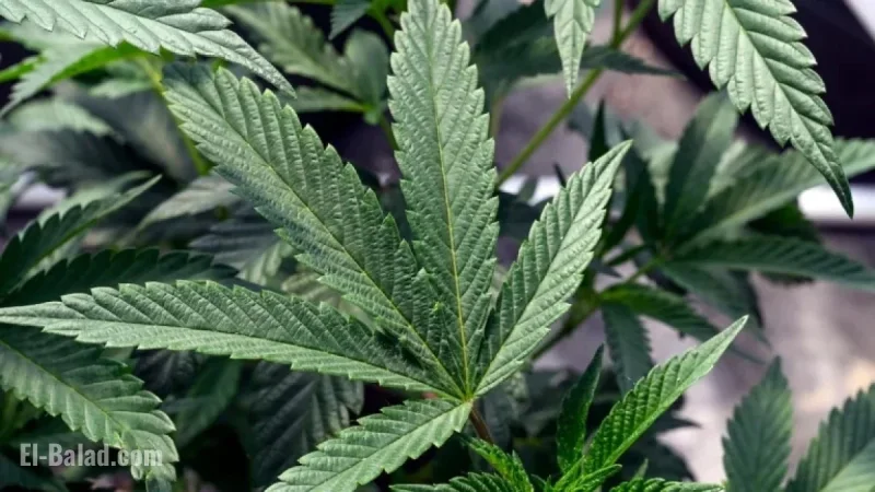 Cannabis Matches Ibuprofen for Chronic Pain Relief, OHSU Review Reveals