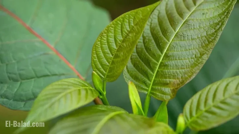 Kratom Sparks Intense Public Health Debate