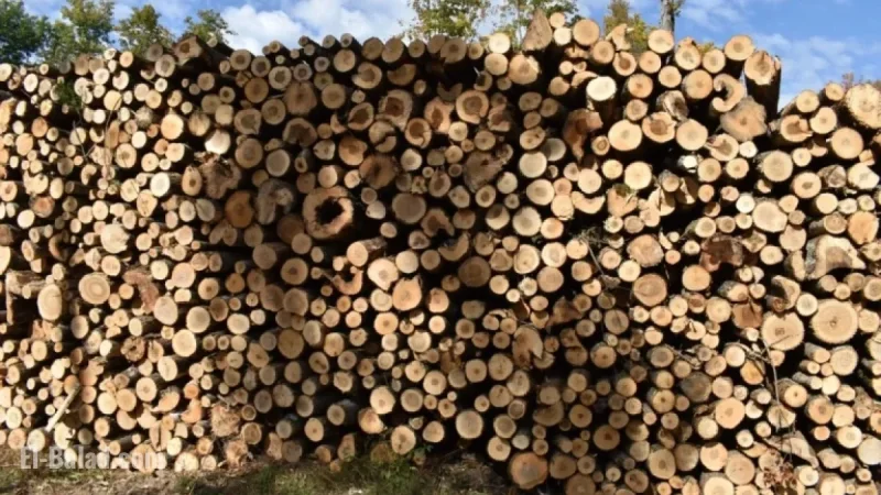 Mass Timber Surge Could Revitalize Wisconsin’s Forest Industry