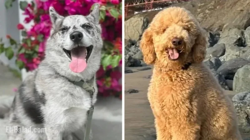 San Francisco Police Investigate Rover App Pet Sitter After Abuse Reports