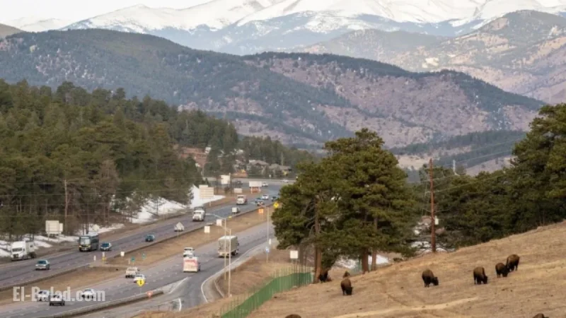 New Laws Effective January 1: Bison Protection and Renters’ Rights Expanded