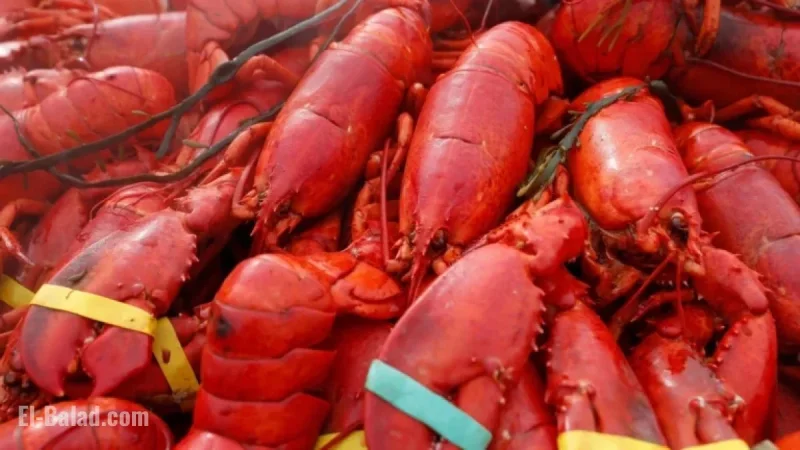 Thieves Steal $400,000 in Lobster, Crab, and Oysters in New England