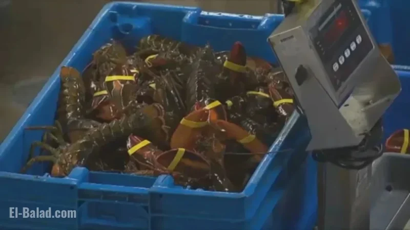 Fraudulent Trucking Firm Steals $400K of Lobster Meant for Midwest Costco