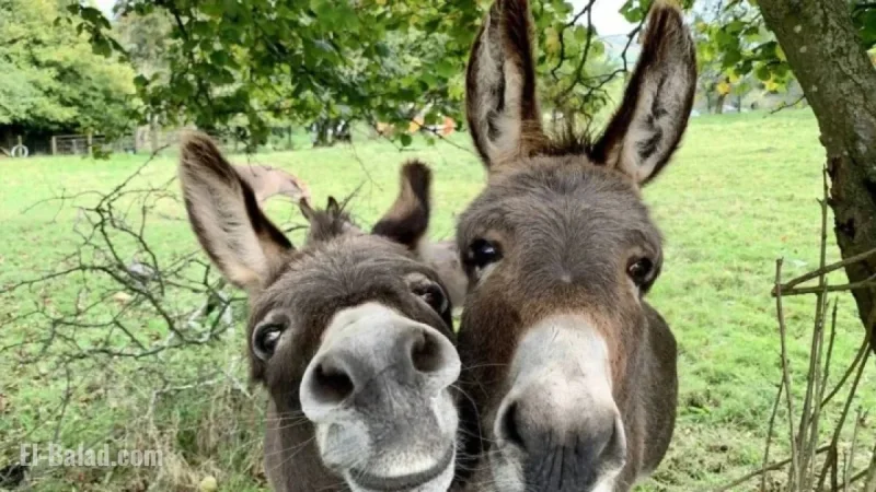 Sophie Ellis-Bextor’s Unique Bond with Her Irish Donkey Companion
