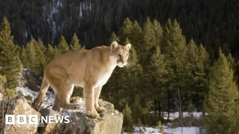 Suspected Mountain Lion Attack Claims Woman’s Life