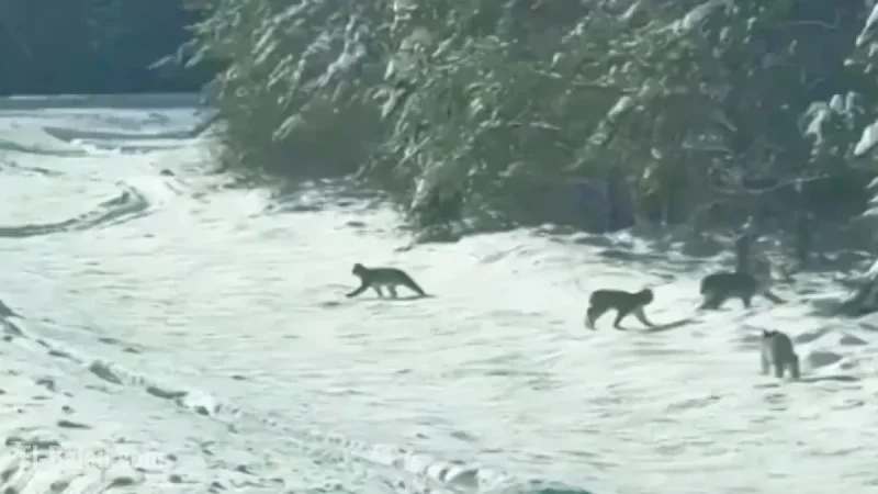 Northwestern Ontario Police Capture Rare Lynx Family Crossing Road