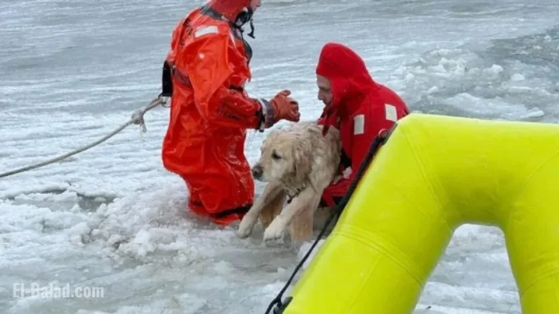 Rhode Island Firefighters Rescue Yellow Lab from Icy Pond on New Year’s Day