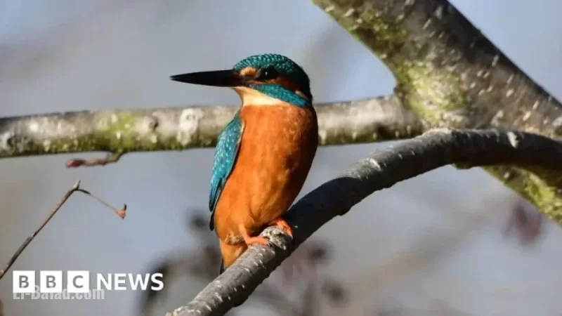 Captivating Wildlife of London Photographed