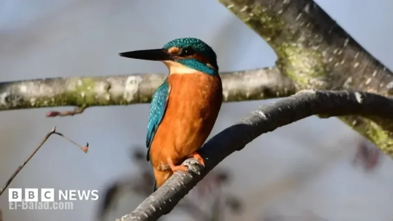 Stunning Wildlife of London Captured Through the Camera Lens