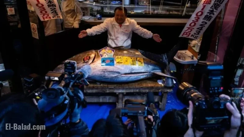 Bluefin Tuna Sells for Record $3.2 Million at Toyosu Market Auction