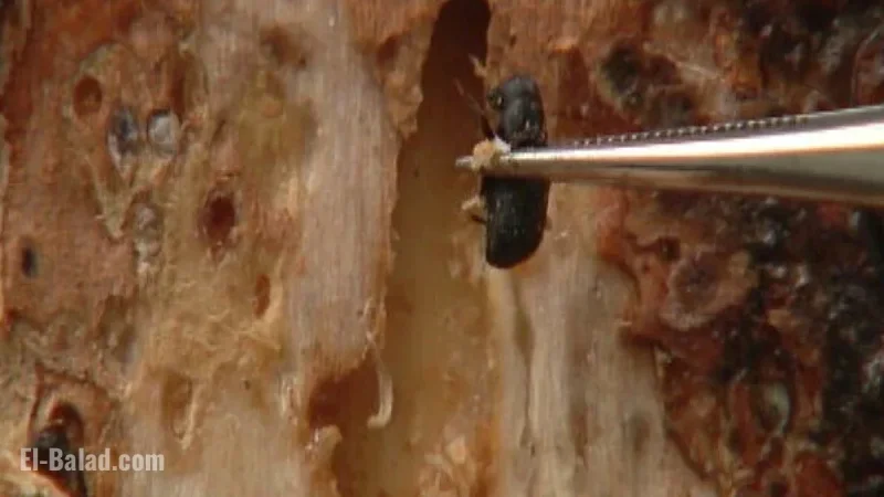 Colorado Arborist Advises Homeowners to Shield Ponderosa Pines from Pine Beetle