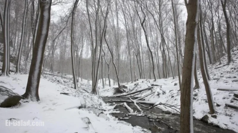Snowy Monday Morning Commute Alert Issued by Environment Canada for Hamilton