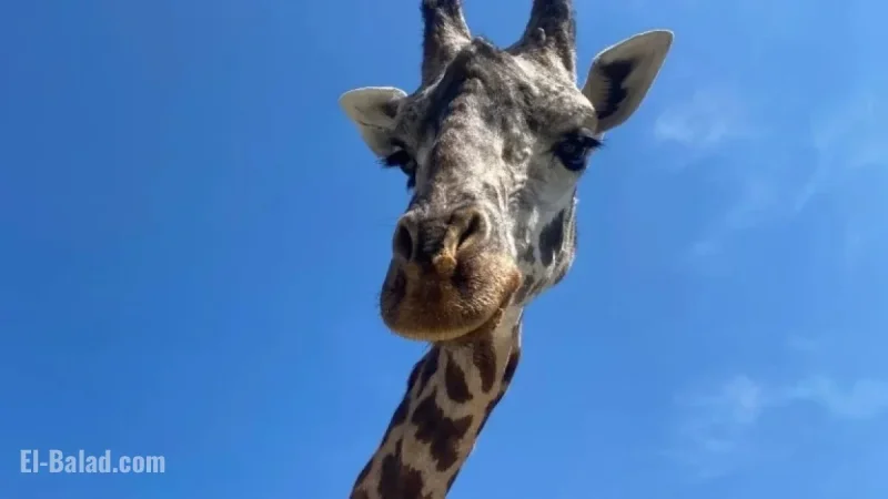 Tragic Accident Claims Life of Beloved Giraffe Born at Greenville Zoo