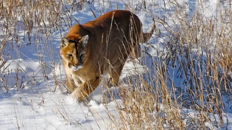 Mountain Lion with Human DNA on Paws Kills Hiker in Northern Colorado