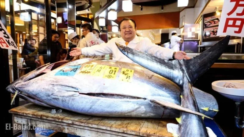 “Tuna King Sets Record with ¥510.3 Million Bluefin Auction Bid”