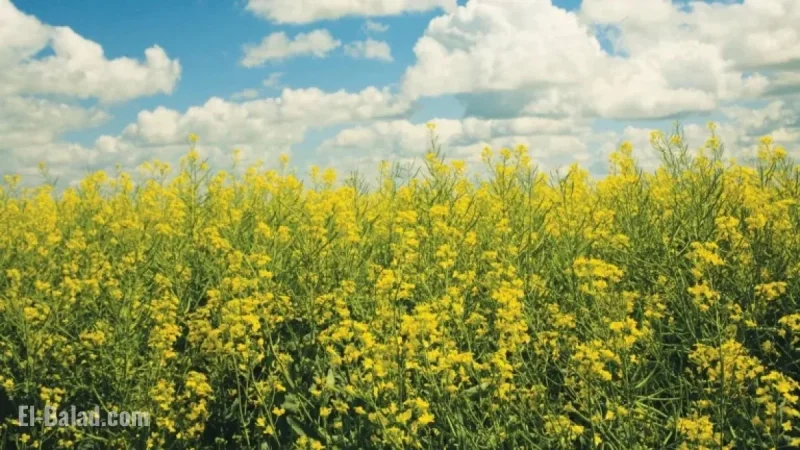 Corteva and BP Unveil Etlas™ Biofuel Feedstock Joint Venture