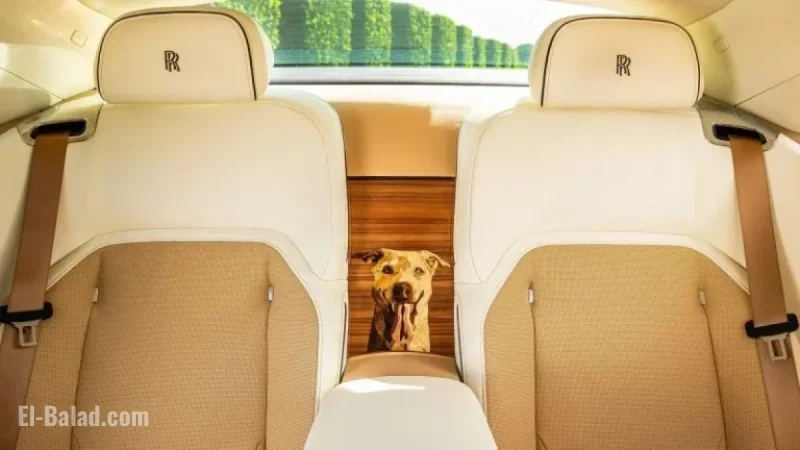 Customize Your Rolls Royce to Match Your Pet with Luxury Car Options