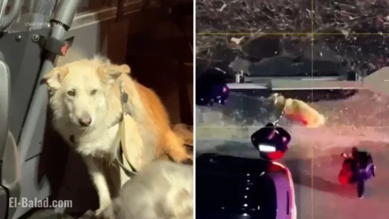 NJ Missing Dog Rescued by USAR Drone with Thermal Imaging
