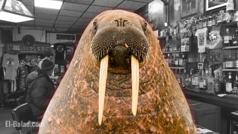 Walrus Penis Stolen from N.J. Cheesesteak Landmark, Owner Outraged