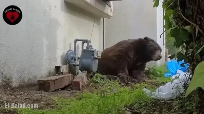 Bear Evicted After Months Under Altadena Home