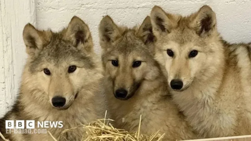DNA Test Uncovers Mystery Behind Wolf-Type Dogs