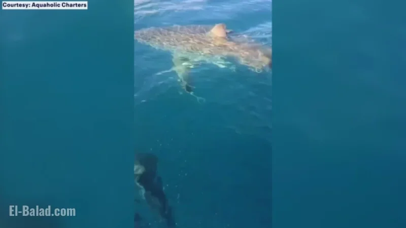 Great White Shark Surfaces Off Venice Coast Near Charter Boat